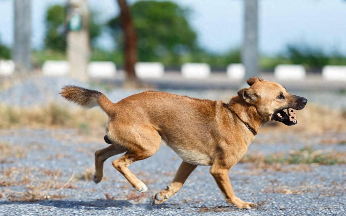 最新狂犬，了解、预防与应对措施，最新狂犬病，了解、预防与应对措施指南